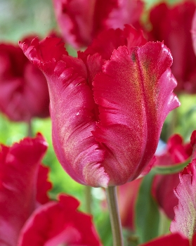 Tulipa Garden Fire